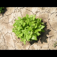 Tetragone - Tetragonia expansa (fam. Aizoacees)(01)